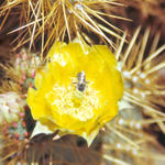 Kaktusblüte mit Biene