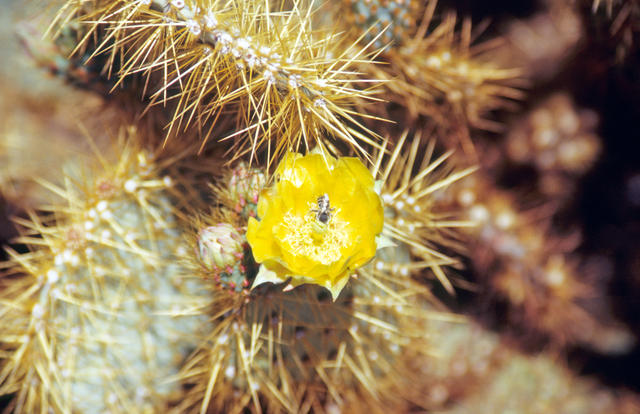 Kaktusblüte mit Biene