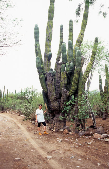 Birgit an einem sehr alten Cardon Kaktus auf dem Weg in die Sierra Santa Marta