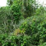 Im Dschungel von Las Guacamayas-16
