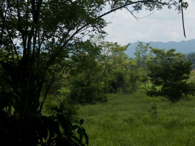 Im Dschungel von Las Guacamayas-9