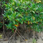 Rote Mangrove in der Balandra-2