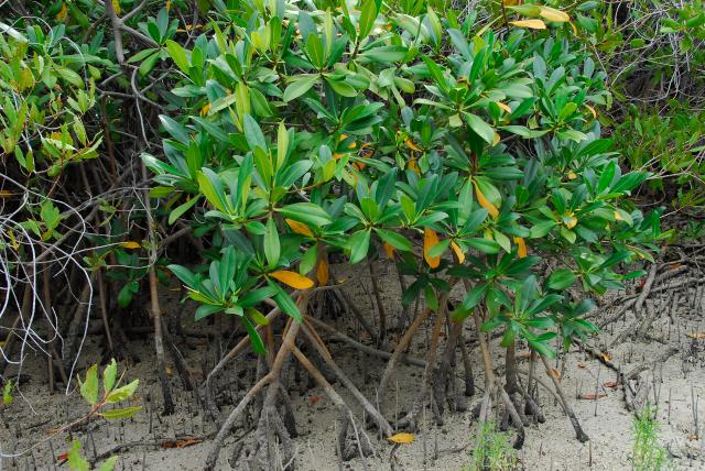 Rote Mangrove in der Balandra-2
