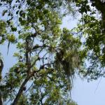 Bäume in Calakmul
