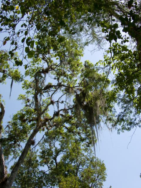 Bäume in Calakmul