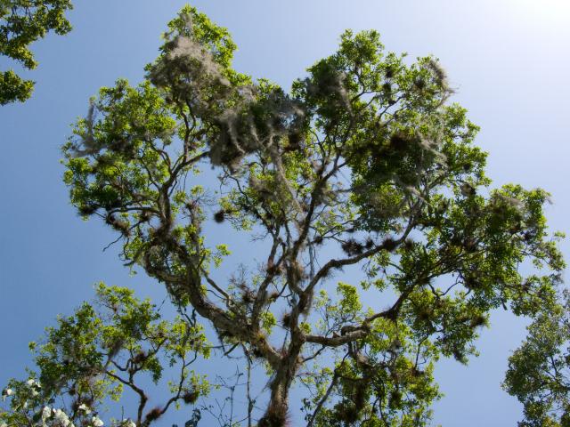 Bäume in Calakmul-2