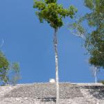 Ruinen in Calakmul-6