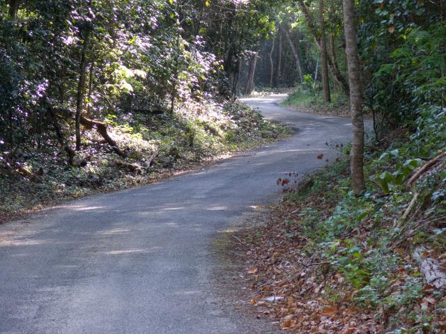Straße nach Calakmul-4