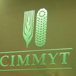 CIMMYT - Forschungsinstitut für Mais und Weizen