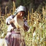 Raramuri Indianerin beim Maisschütten
