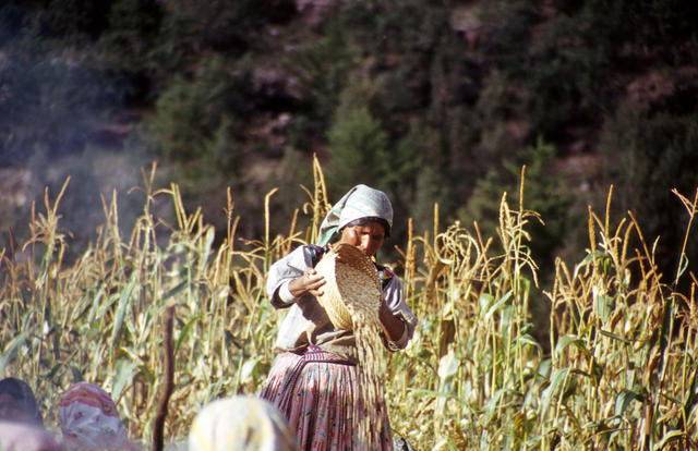 Raramuri Indianerin beim Maisschütten