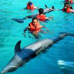 Mit Delfinen schwimmen-2