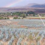 Agavenfelder auf dem Weg von Guadalajara nach Tequila