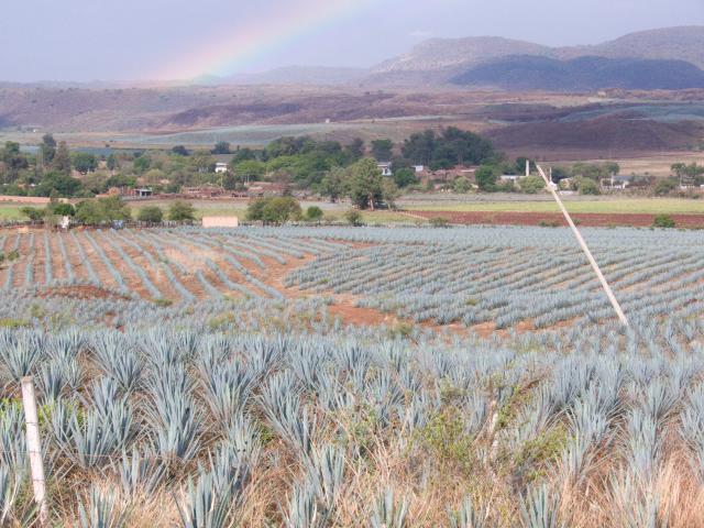Agavenfelder auf dem Weg von Guadalajara nach Tequila