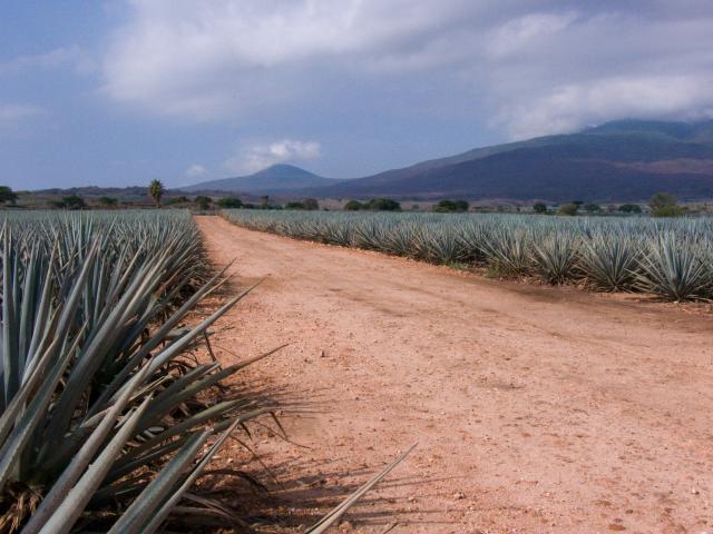 Agavenfelder auf dem Weg von Guadalajara nach Tequila-4