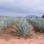 Agavenfelder auf dem Weg von Guadalajara nach Tequila-5