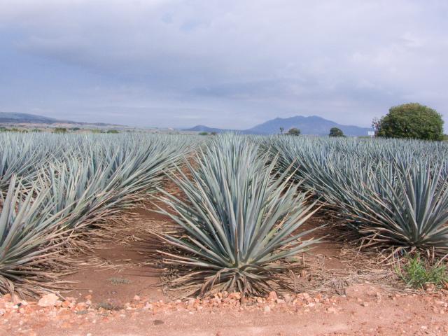 Agavenfelder auf dem Weg von Guadalajara nach Tequila-5