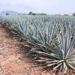 Agavenfelder auf dem Weg von Guadalajara nach Tequila-6