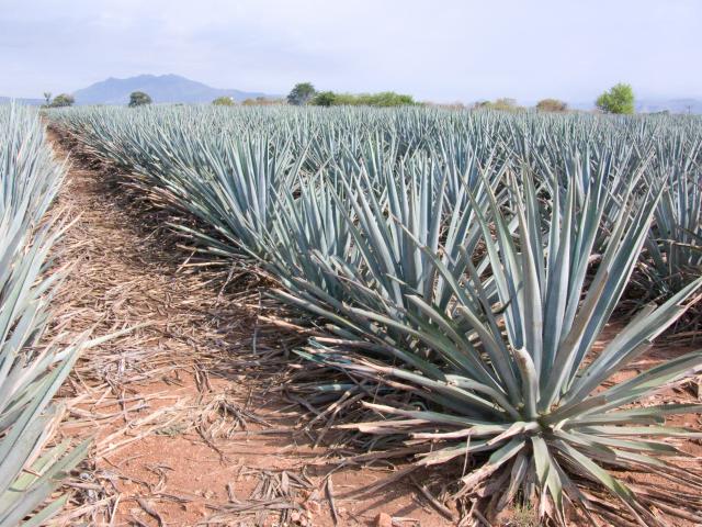 Agavenfelder auf dem Weg von Guadalajara nach Tequila-6