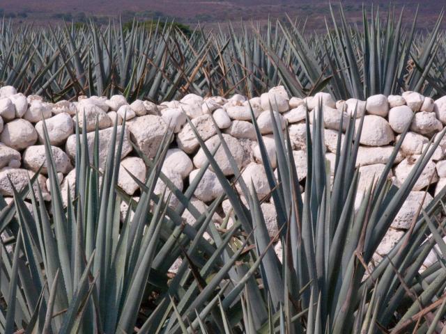 Agavenfelder auf dem Weg von Guadalajara nach Tequila-8