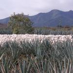 Agavenfelder auf dem Weg von Guadalajara nach Tequila-9