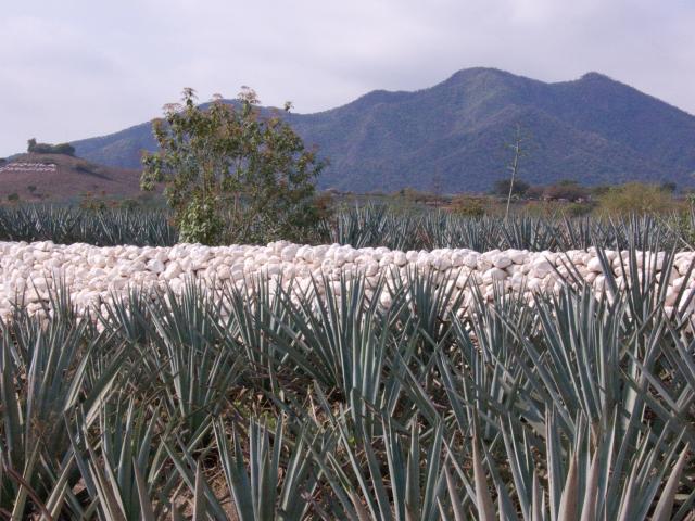 Agavenfelder auf dem Weg von Guadalajara nach Tequila-9