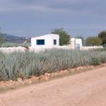 Agavenfelder auf dem Weg von Guadalajara nach Tequila-10