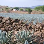 Agavenfelder auf dem Weg von Guadalajara nach Tequila-14