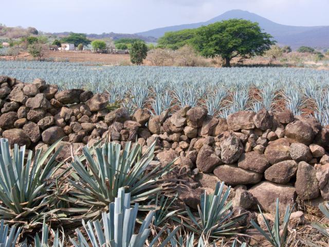 Agavenfelder auf dem Weg von Guadalajara nach Tequila-14