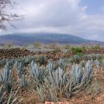 Agavenfelder auf dem Weg von Guadalajara nach Tequila-15