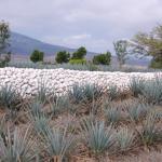 Agavenfelder auf dem Weg von Guadalajara nach Tequila-16