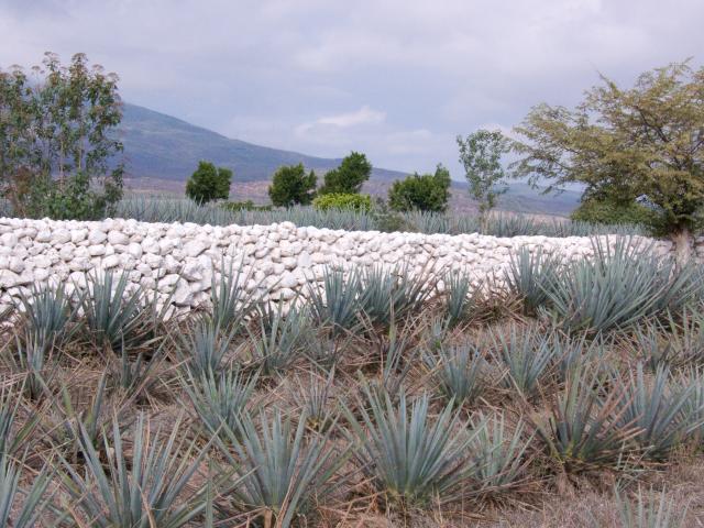 Agavenfelder auf dem Weg von Guadalajara nach Tequila-16