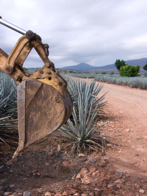 Agavenfelder auf dem Weg von Guadalajara nach Tequila-17