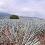 Agavenfelder auf dem Weg von Guadalajara nach Tequila-18