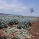 Präsentation eines Jimador auf den Agavenfeldern von Tequila_
