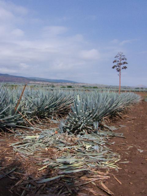 Präsentation eines Jimador auf den Agavenfeldern von Tequila_