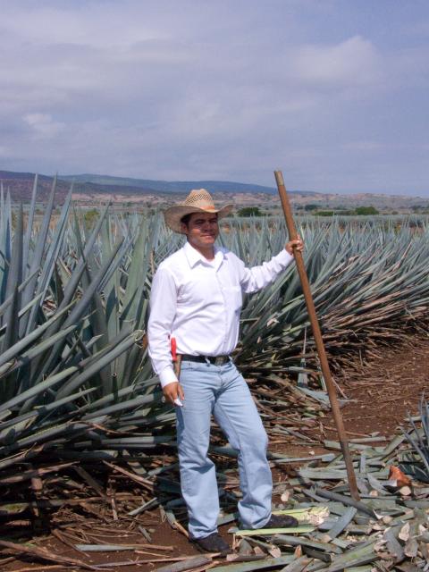 Präsentation eines Jimador auf den Agavenfeldern von Tequila_-2