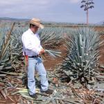 Präsentation eines Jimador auf den Agavenfeldern von Tequila_-3