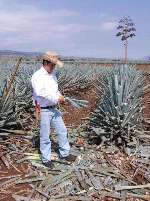 Präsentation eines Jimador auf den Agavenfeldern von Tequila_-3