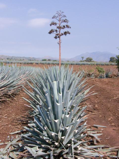 Präsentation eines Jimador auf den Agavenfeldern von Tequila_-4