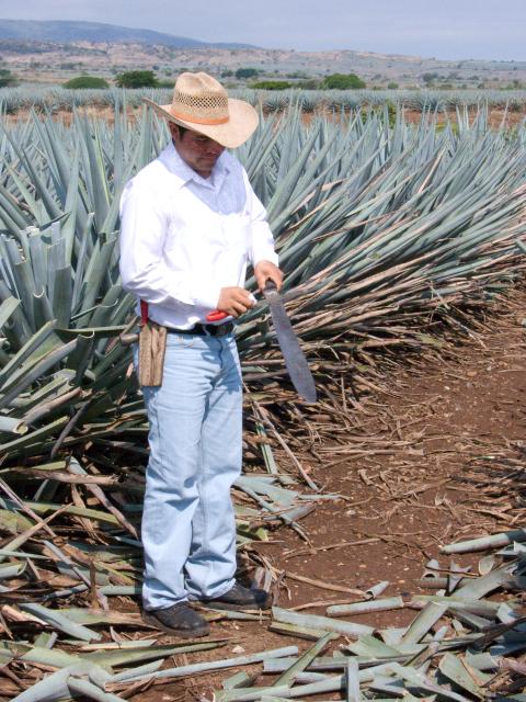 Präsentation eines Jimador auf den Agavenfeldern von Tequila_-5
