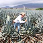 Präsentation eines Jimador auf den Agavenfeldern von Tequila_-6