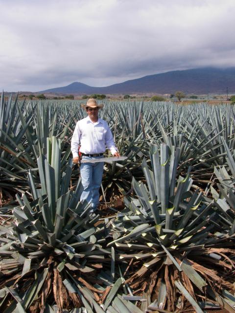 Präsentation eines Jimador auf den Agavenfeldern von Tequila_-7