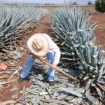 Präsentation eines Jimador auf den Agavenfeldern von Tequila_-8