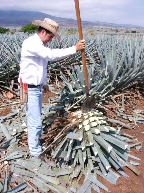 Präsentation eines Jimador auf den Agavenfeldern von Tequila_-9