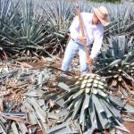Präsentation eines Jimador auf den Agavenfeldern von Tequila_-10