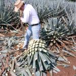 Präsentation eines Jimador auf den Agavenfeldern von Tequila_-11