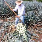 Präsentation eines Jimador auf den Agavenfeldern von Tequila_-12