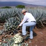 Präsentation eines Jimador auf den Agavenfeldern von Tequila_-13