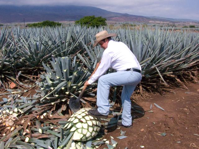 Präsentation eines Jimador auf den Agavenfeldern von Tequila_-13